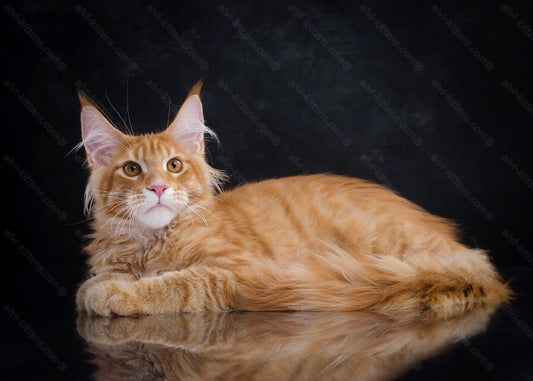 Maine Coon Kitten Name "Kurt"