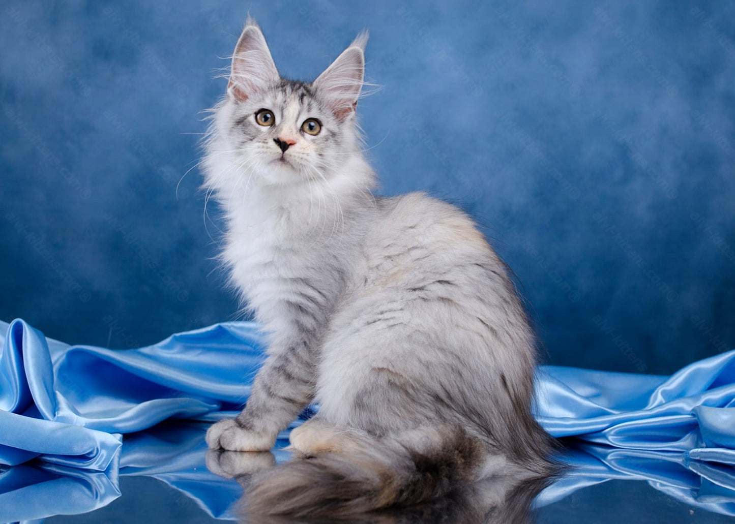 Maine Coon Kitten Name "Laura"