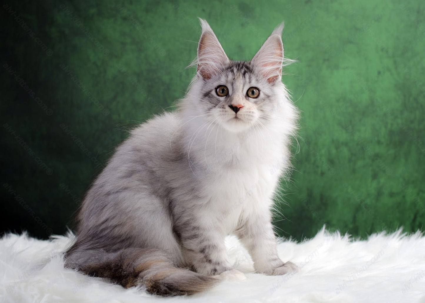 Maine Coon Kitten Name "Laura"