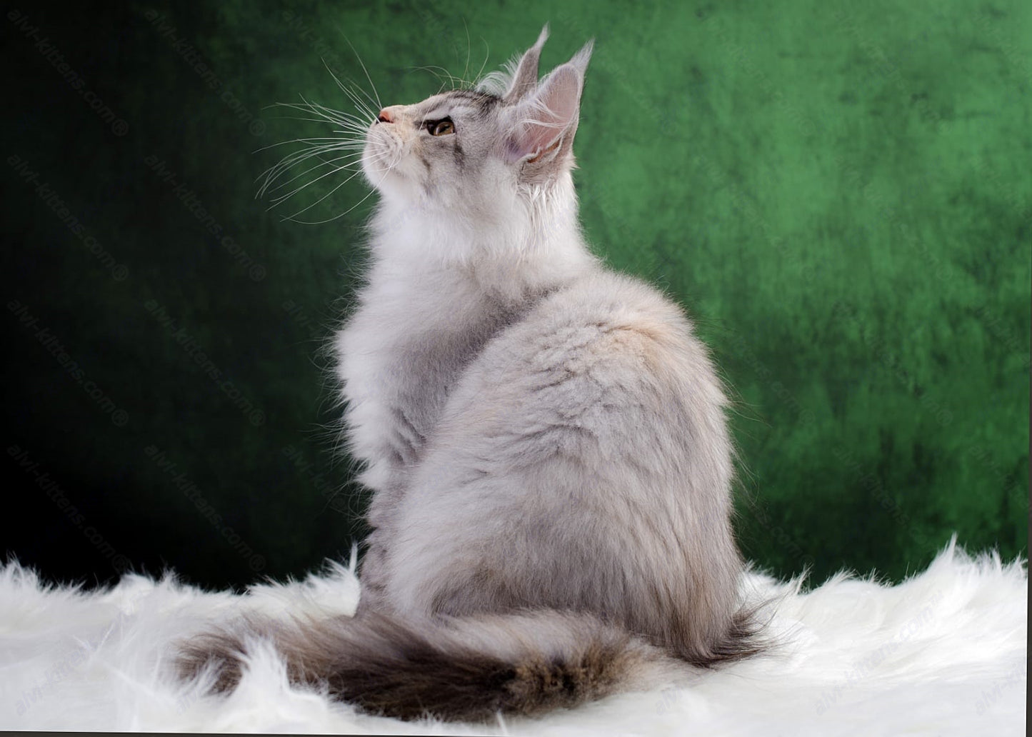 Maine Coon Kitten Name "Laura"