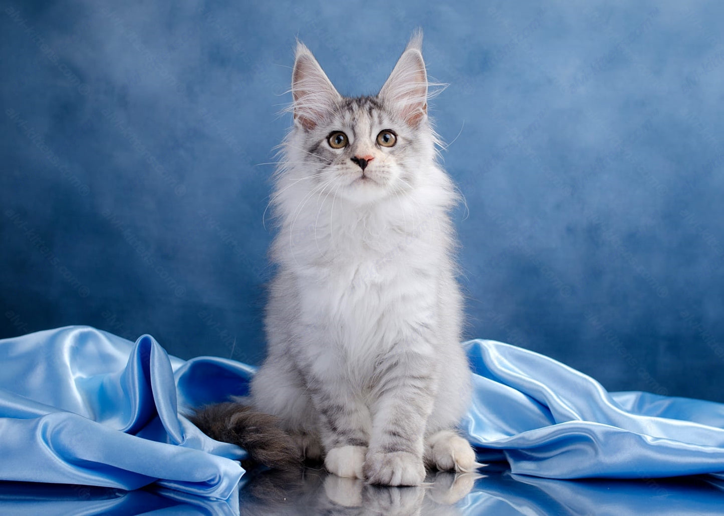 Maine Coon Kitten Name "Laura"