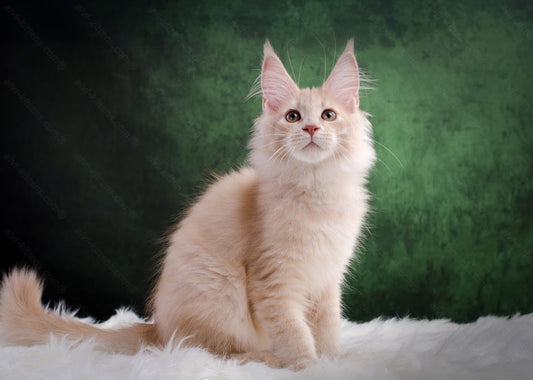 Maine Coon Kitten Name "Latte"