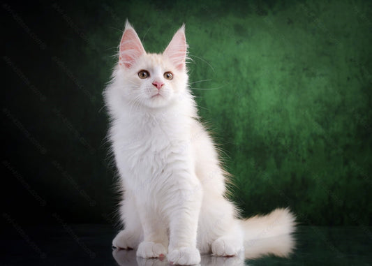 Maine Coon Kitten Name "Lord"