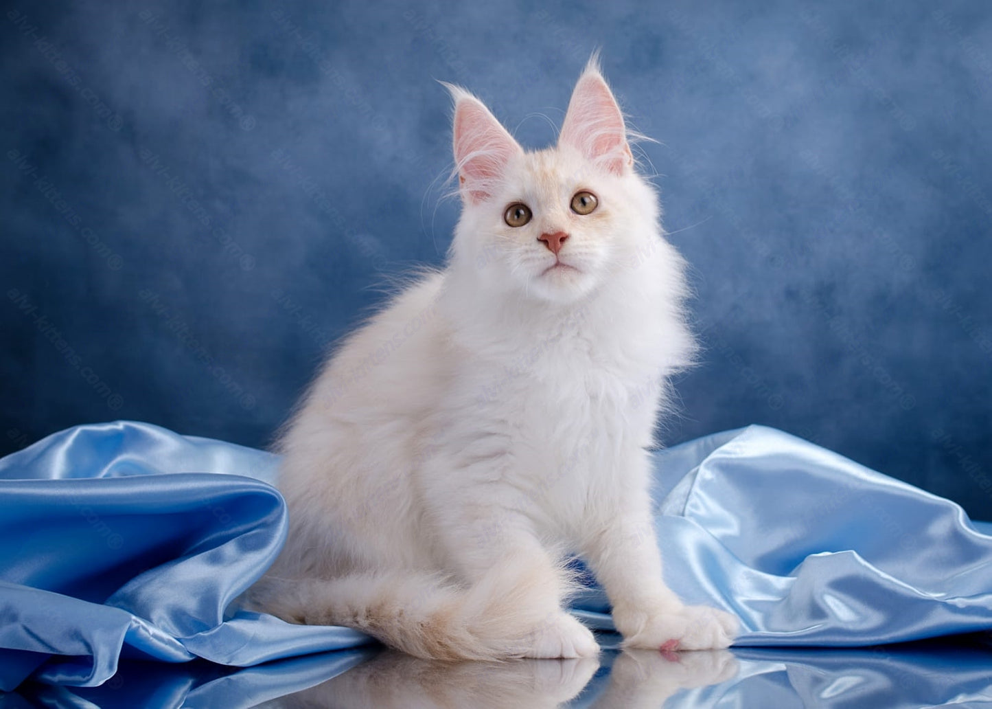 Maine Coon Kitten Name "Leon"