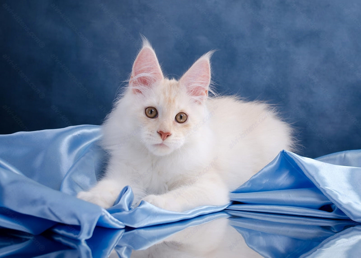 Maine Coon Kitten Name "Leon"