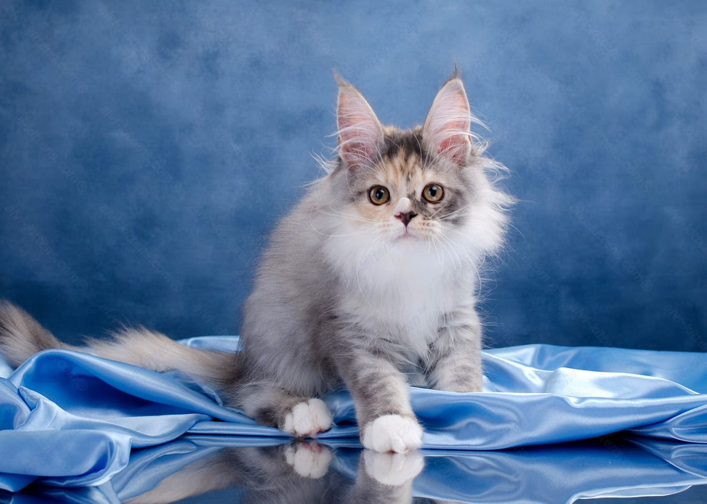 Maine Coon Kitten Name "Luna"