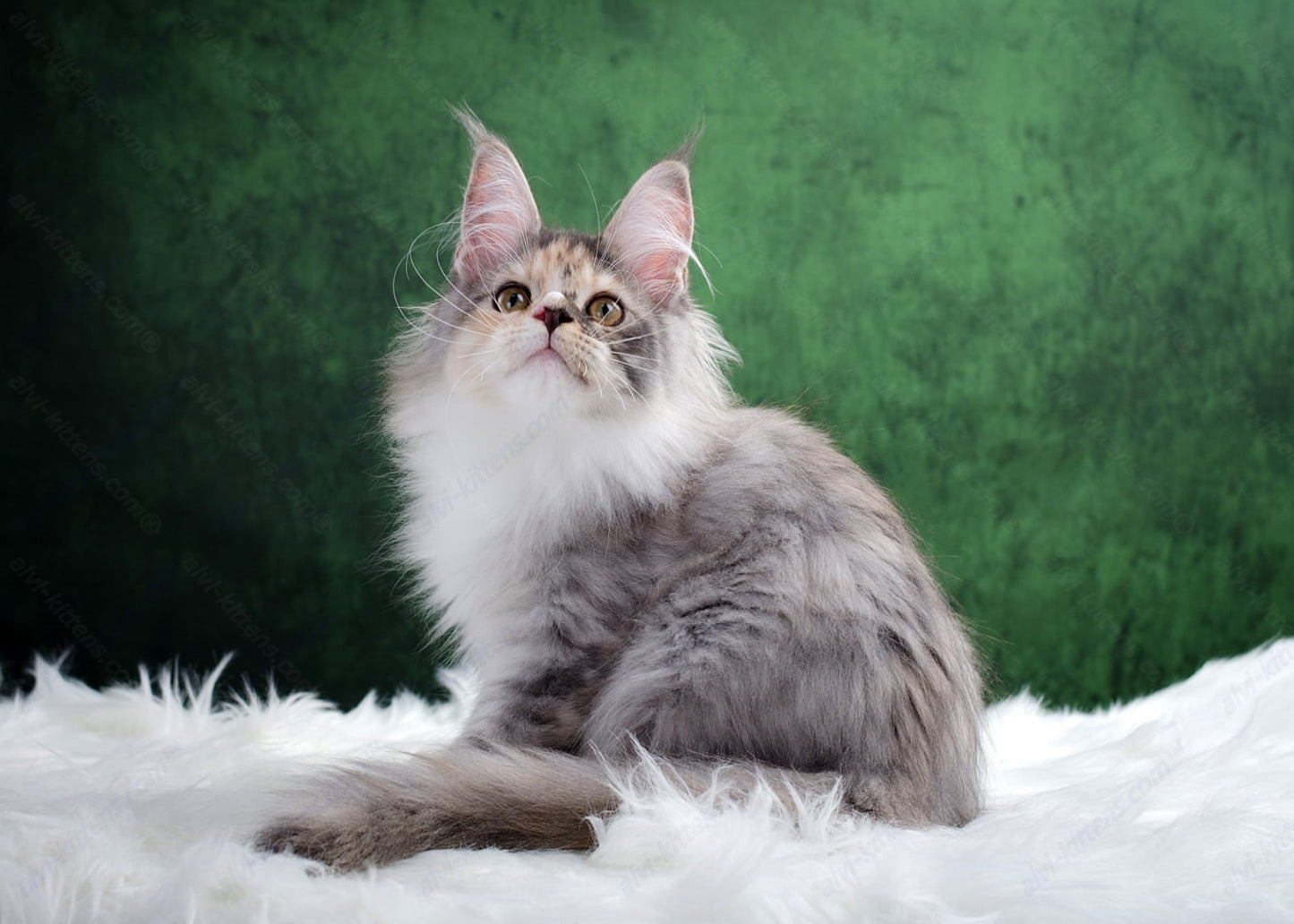 Maine Coon Kitten Name "Luna"