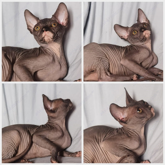 Canadian Sphynx Kitten "CSm-013"