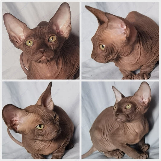 Canadian Sphynx Kitten "CSf-015"