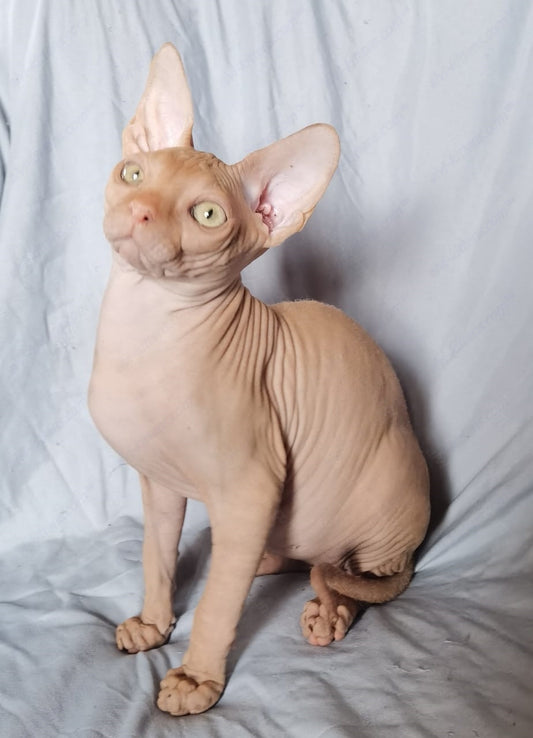 Canadian Sphynx Kitten "CSm-014"