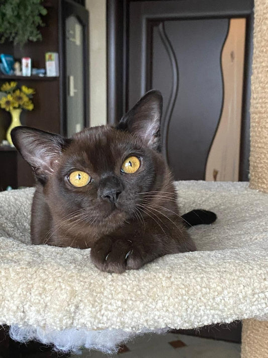 Burmese Kitten Name "Magnat"