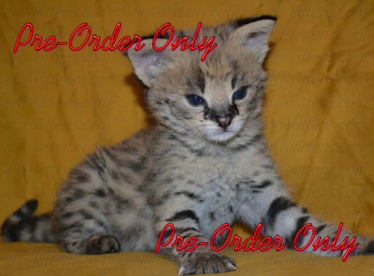 savannah  cat price