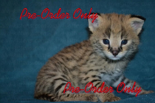 savannah  kitten buy