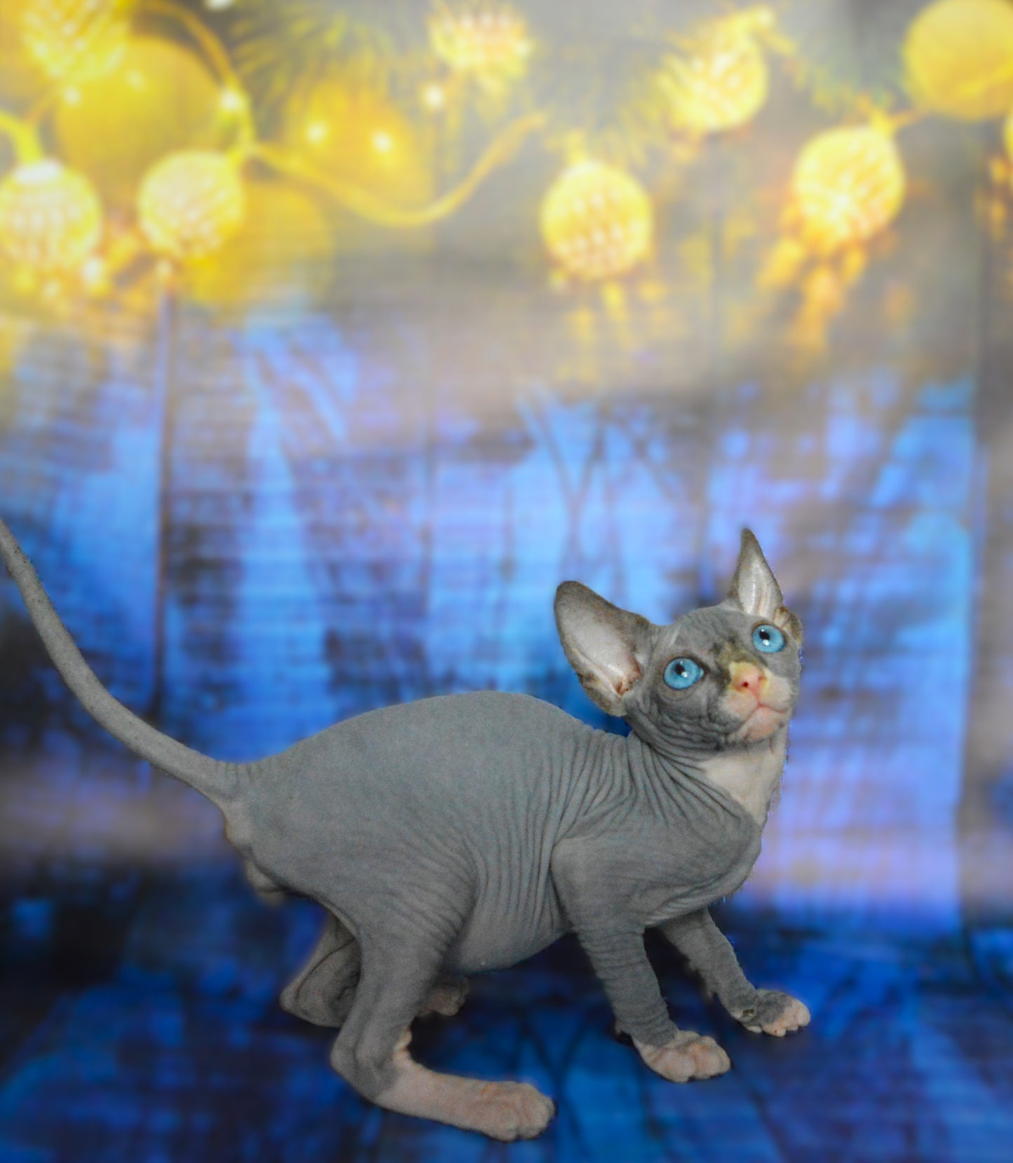 Canadian sphynx kitten DBE Jana M