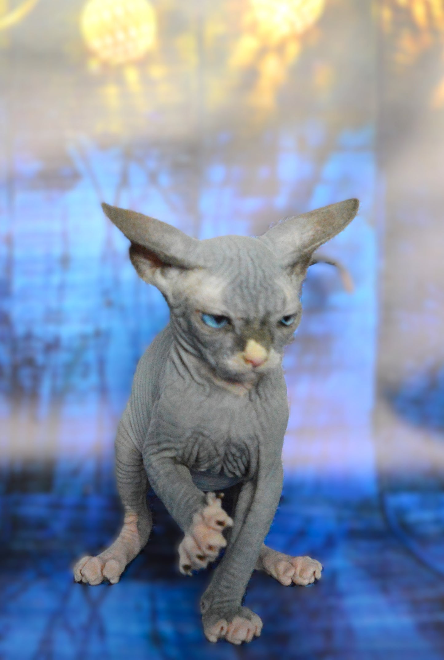 Canadian sphynx kitten DBE Jana M