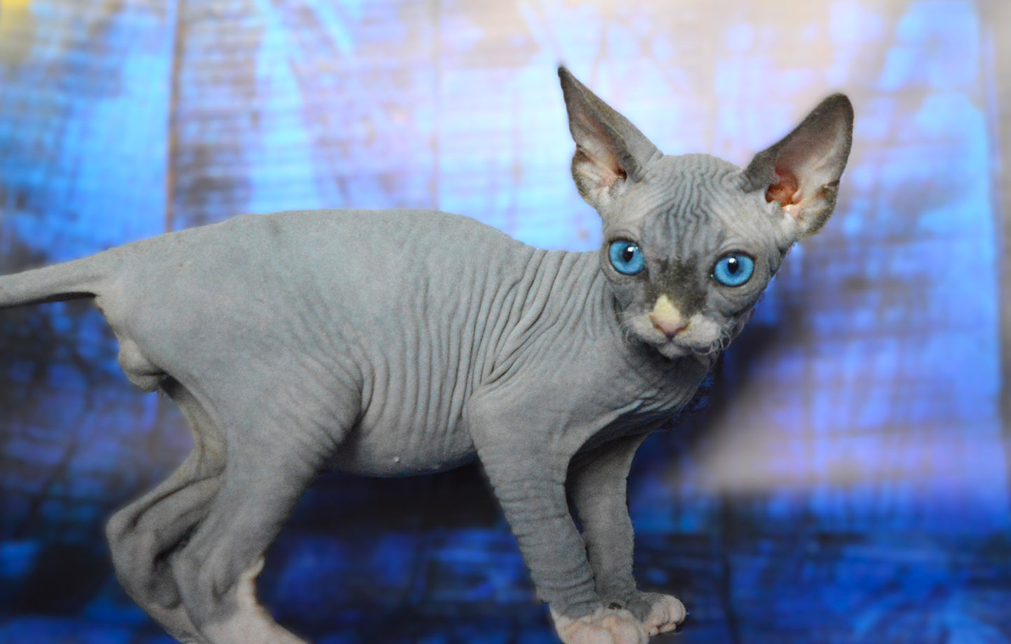 Canadian sphynx kitten DBE Jana M