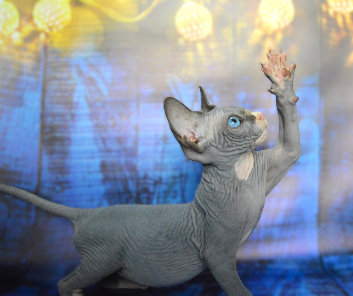 Canadian sphynx kitten DBE Jana M