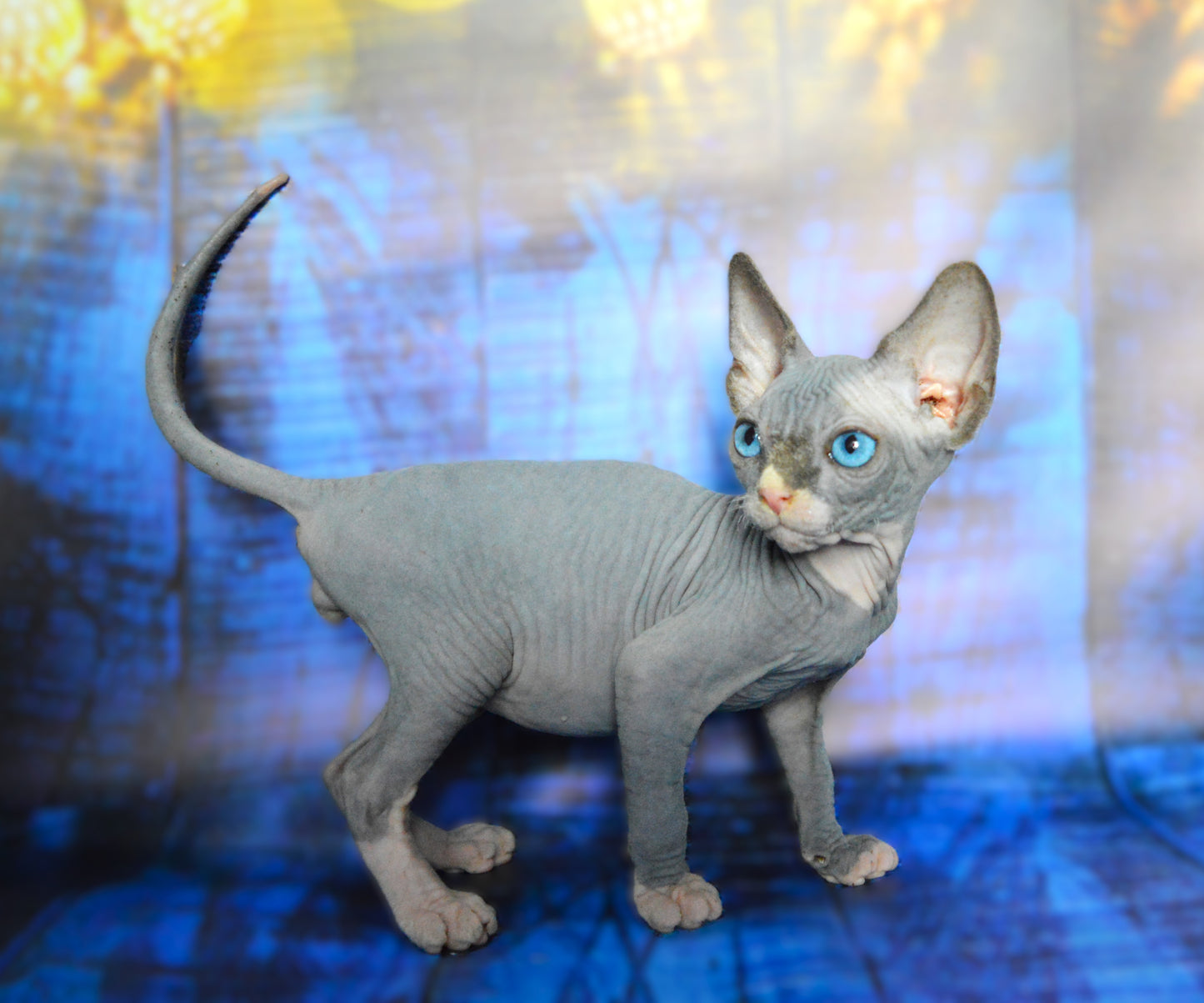 Canadian sphynx kitten DBE Jana M