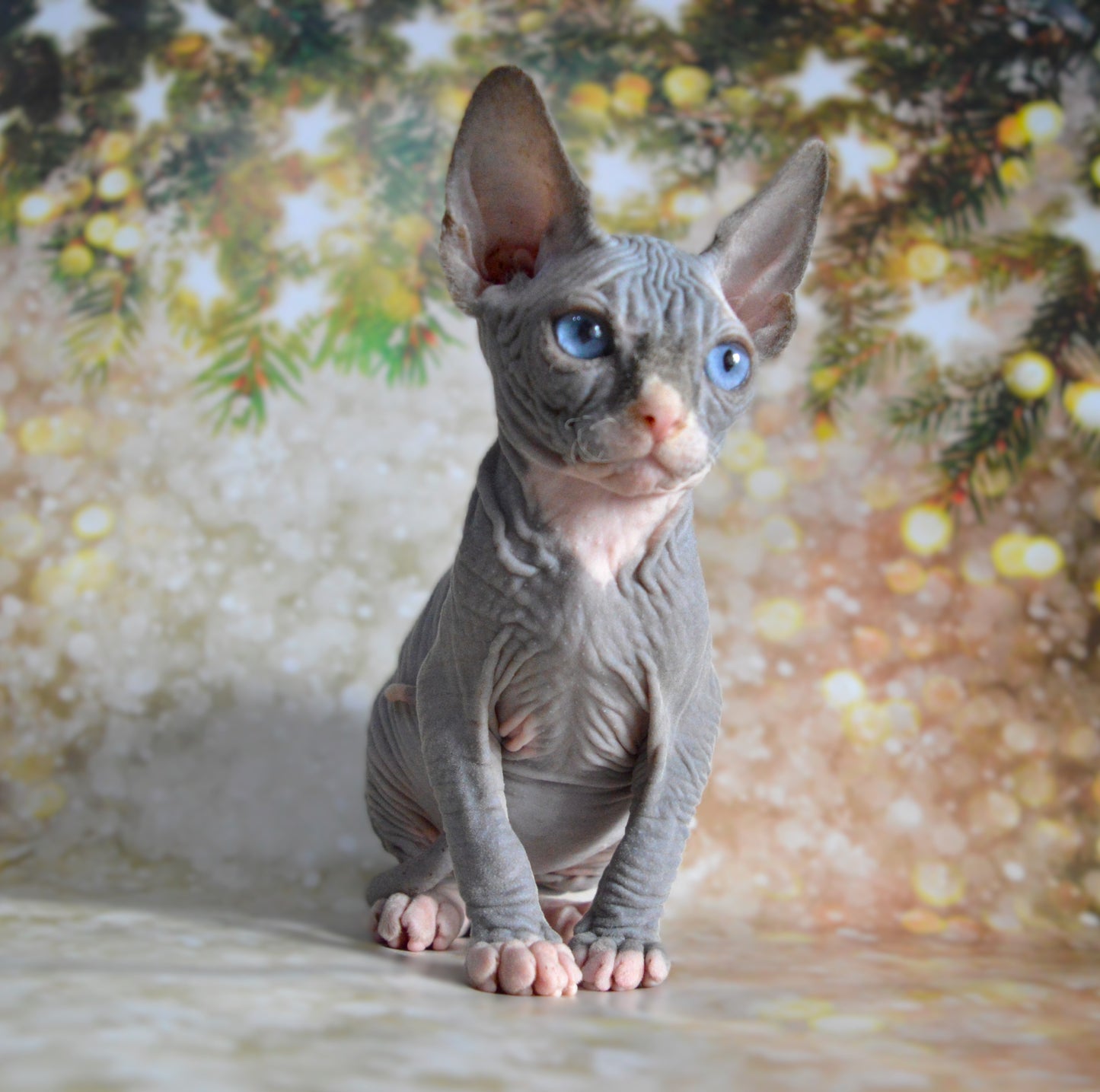 Canadian sphynx kitten DBE Jana M