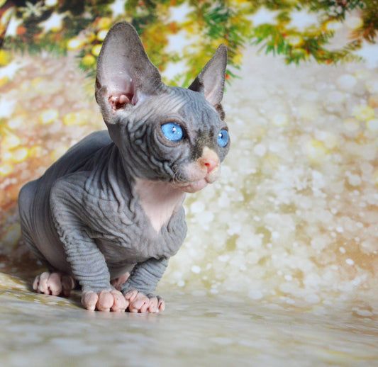 Canadian sphynx kitten DBE Jana M