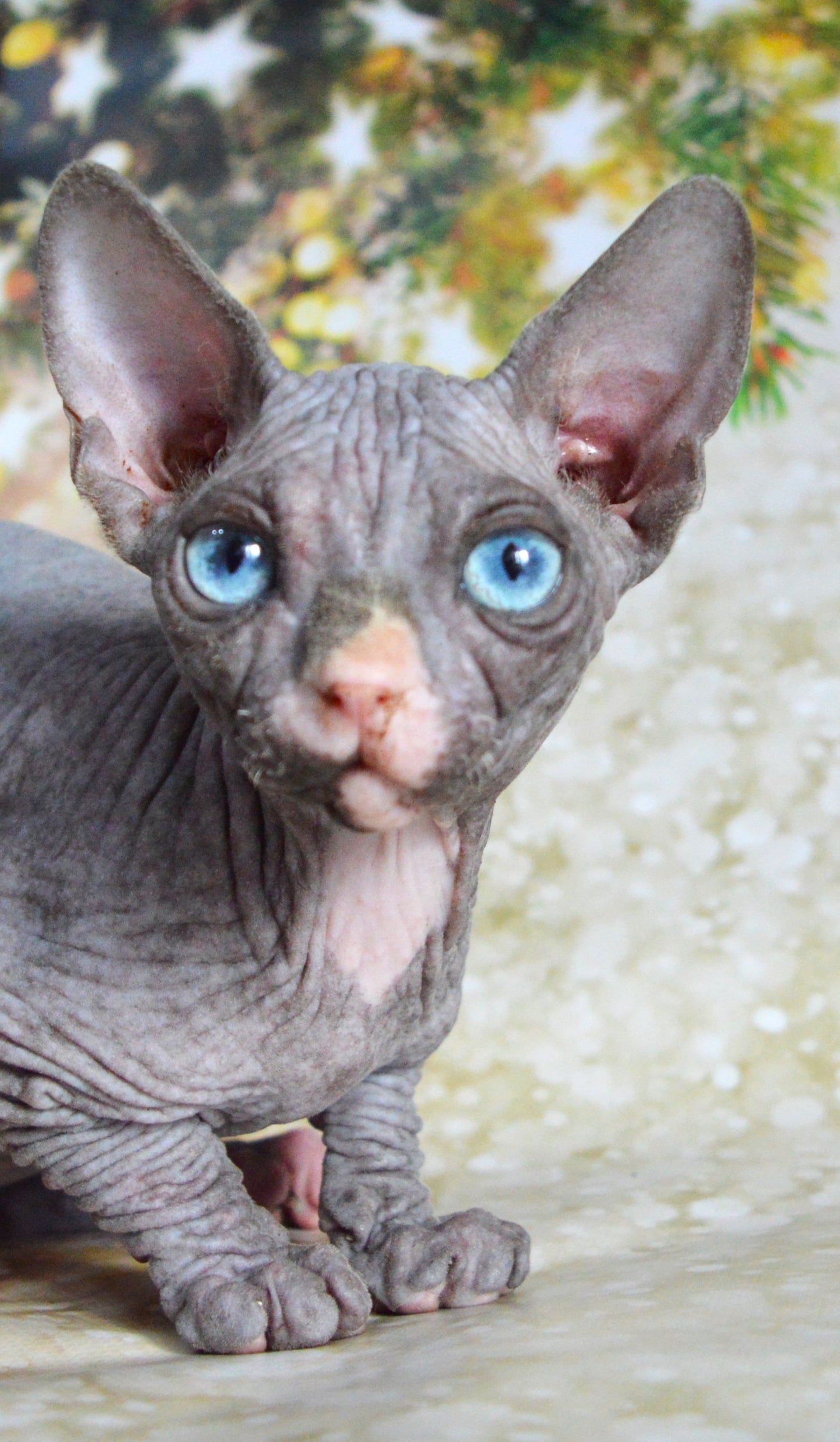 Canadian sphynx kitten DBE Jana F