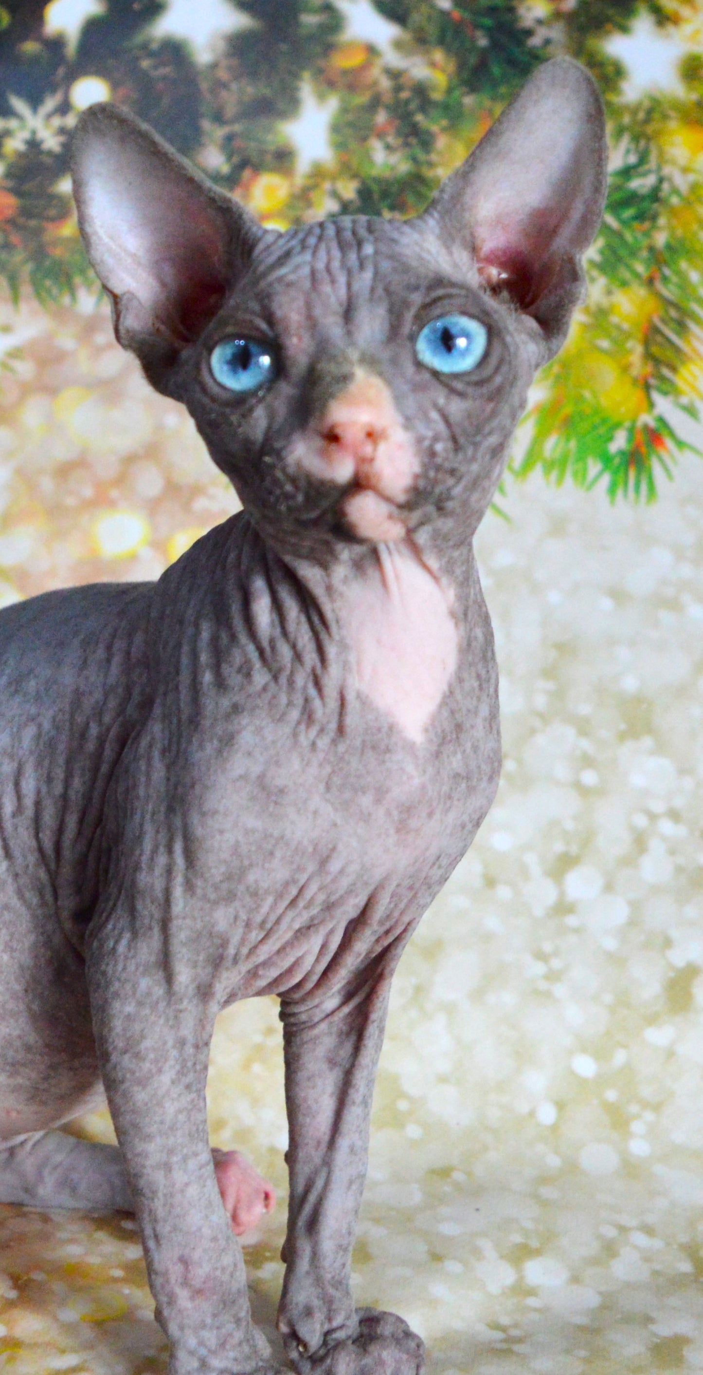 Canadian sphynx kitten DBE Jana F