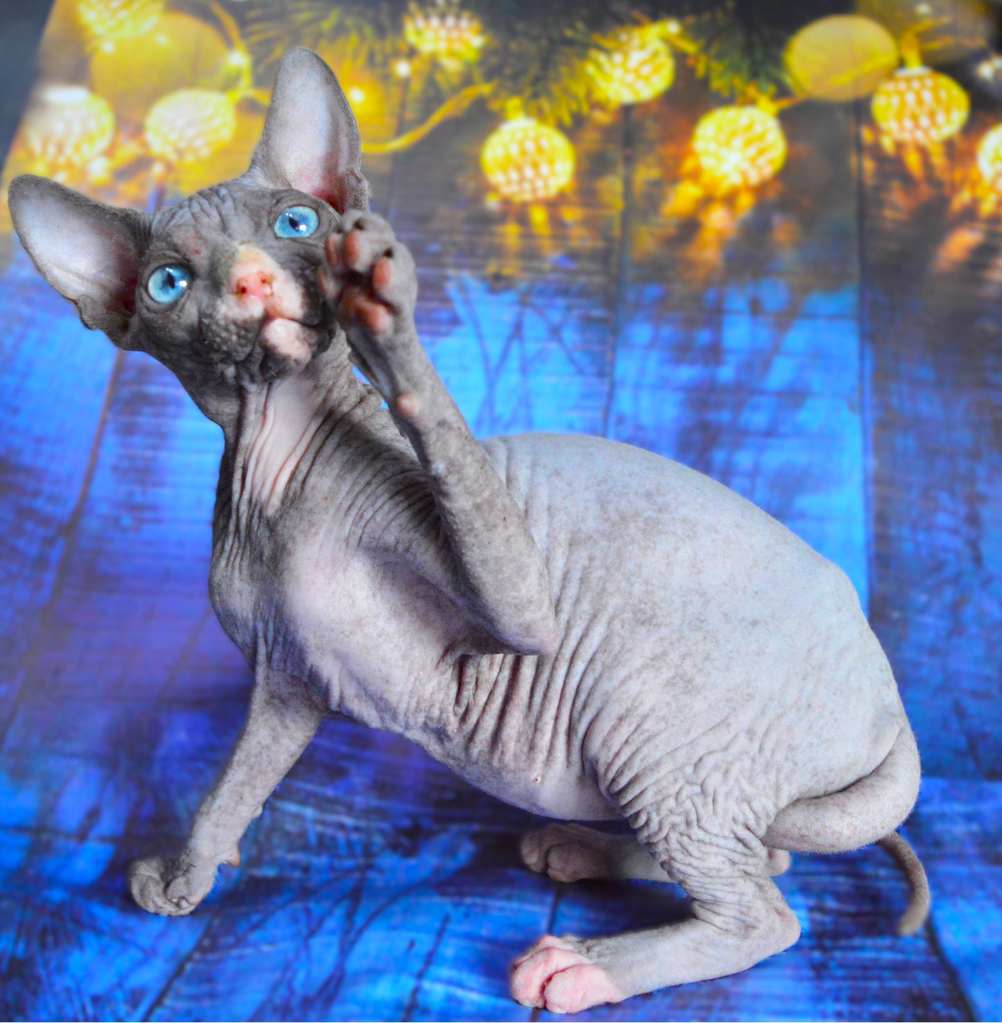 Canadian sphynx kitten DBE Jana F