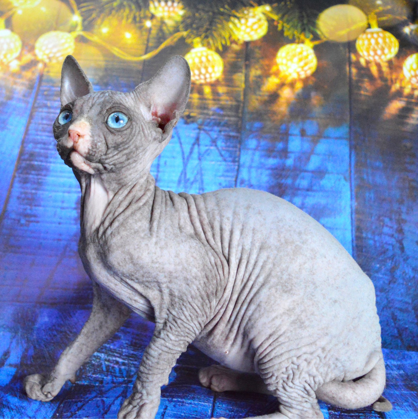Canadian sphynx kitten DBE Jana F
