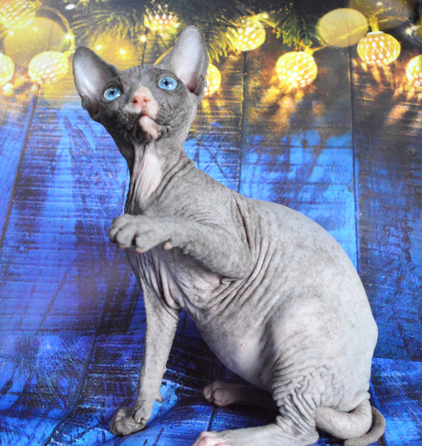 Canadian sphynx kitten DBE Jana F