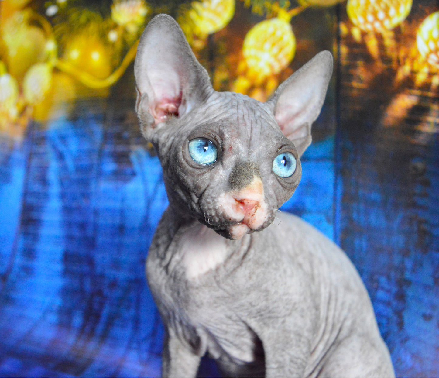Canadian sphynx kitten DBE Jana F
