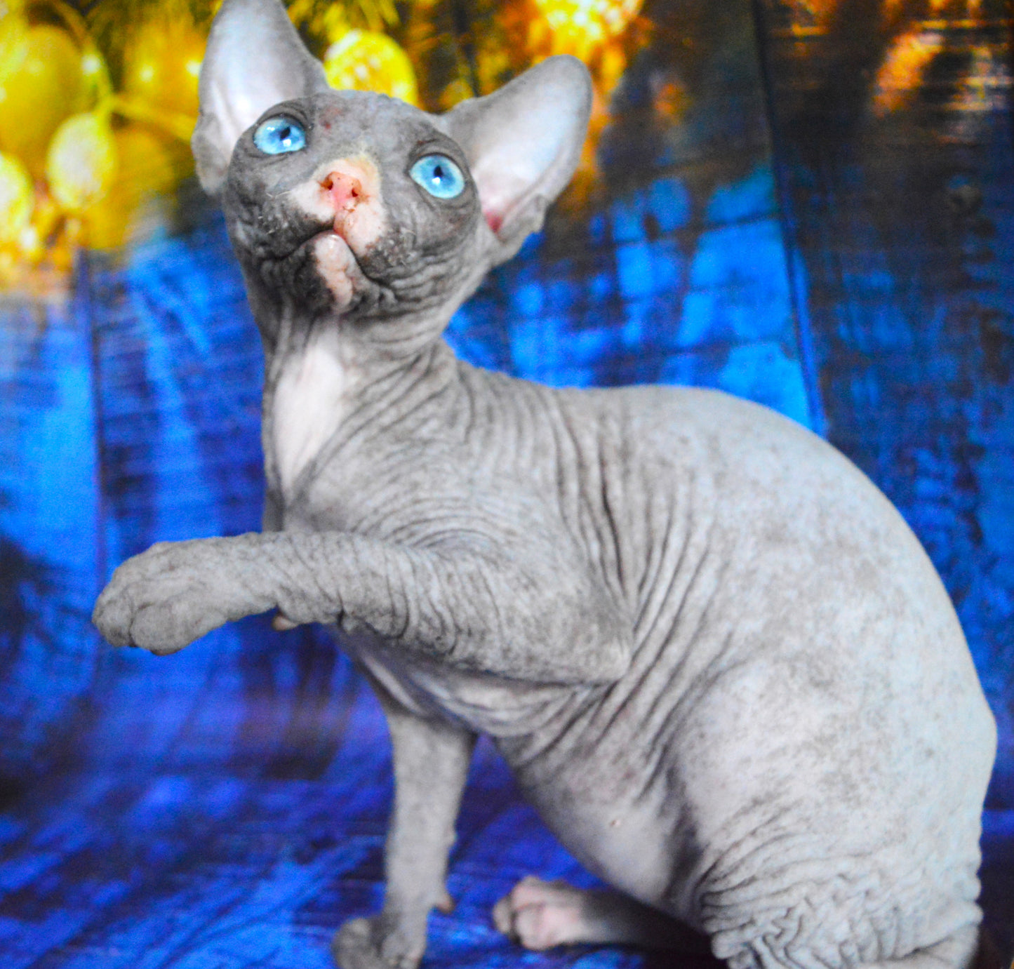 Canadian sphynx kitten DBE Jana F