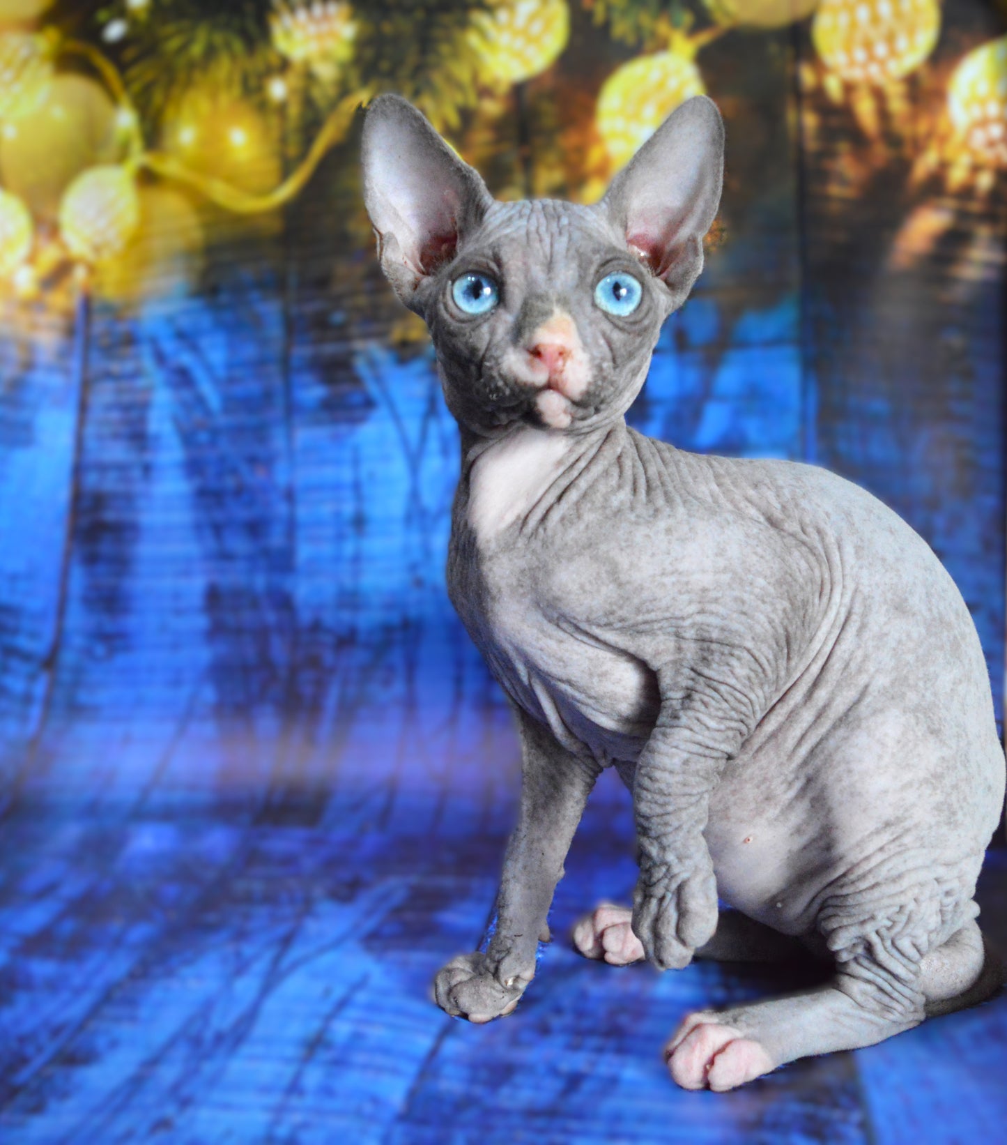 Canadian sphynx kitten DBE Jana F