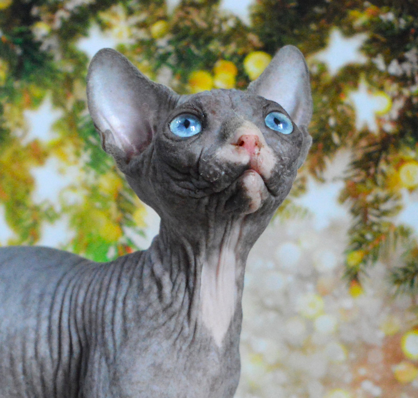 Canadian sphynx kitten DBE Jana F