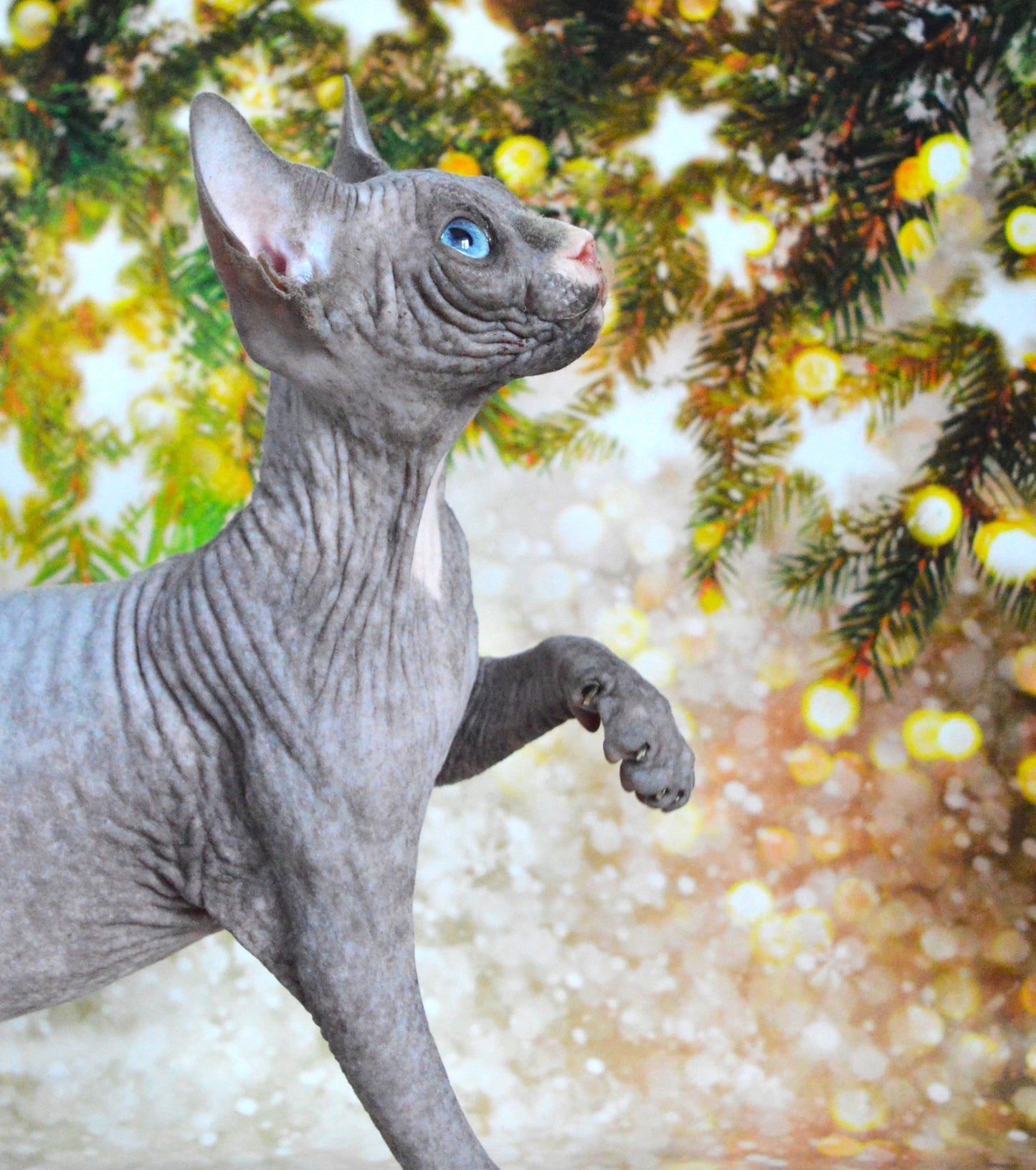 Canadian sphynx kitten DBE Jana F