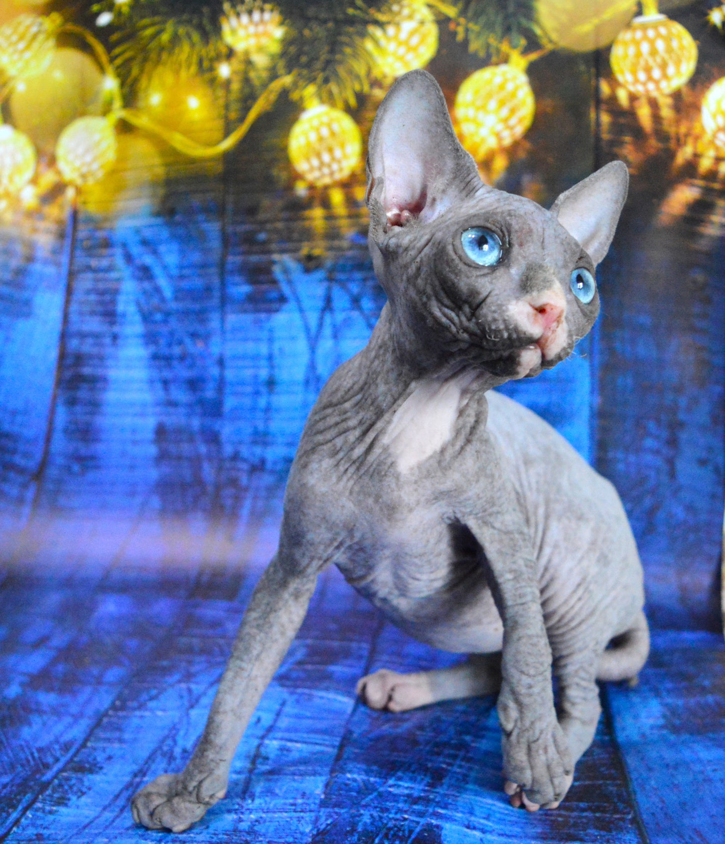 Canadian sphynx kitten DBE Jana F
