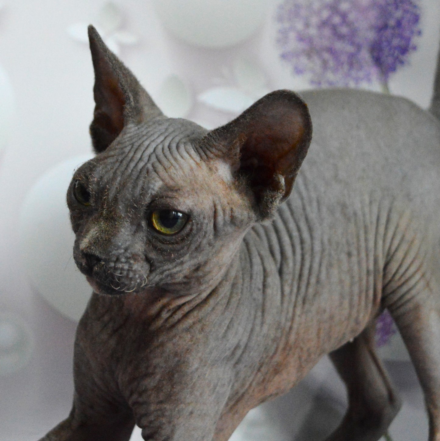 Canadian sphynx kitten DBE Jana F