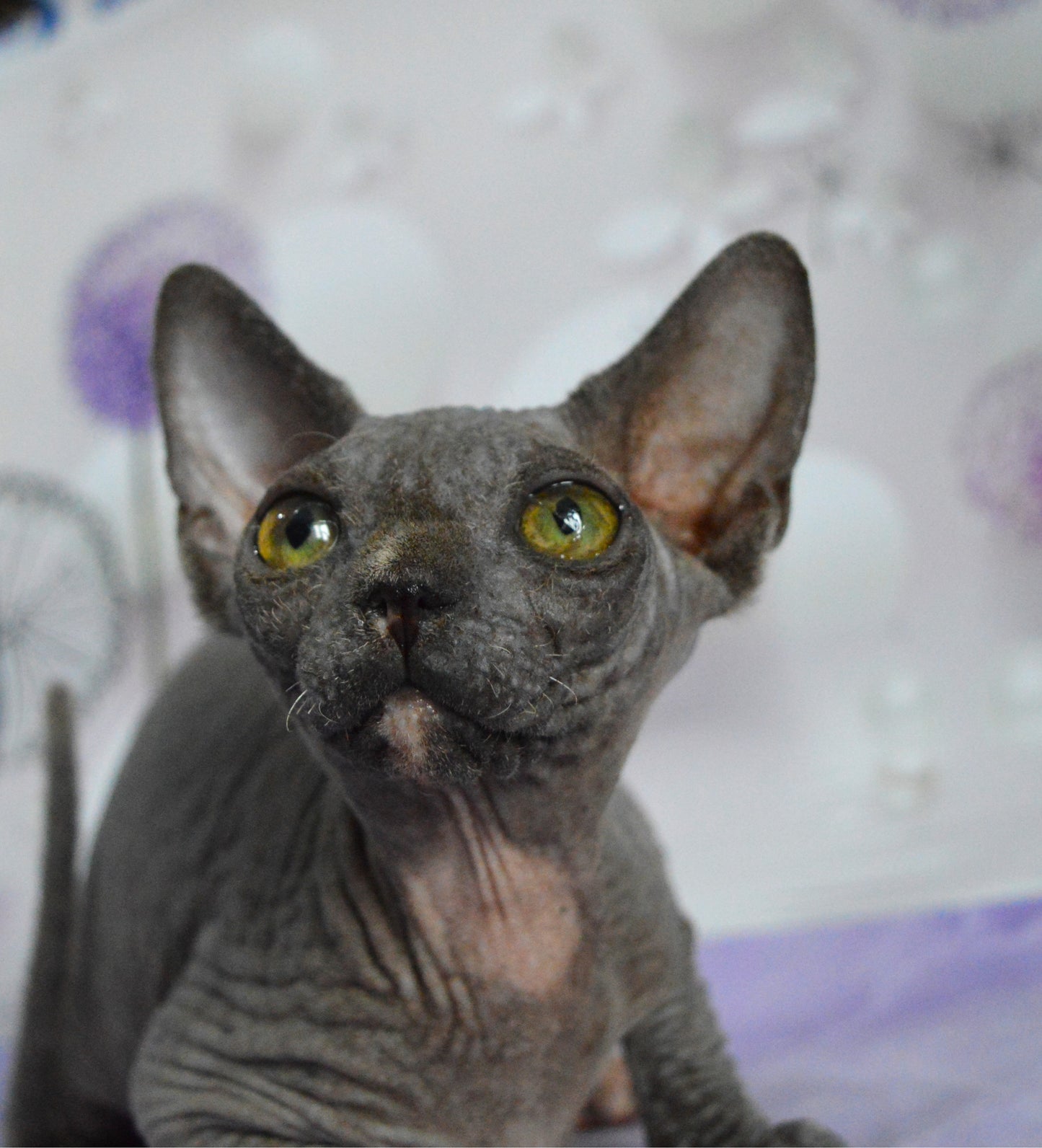 Canadian sphynx kitten DBE Jana F