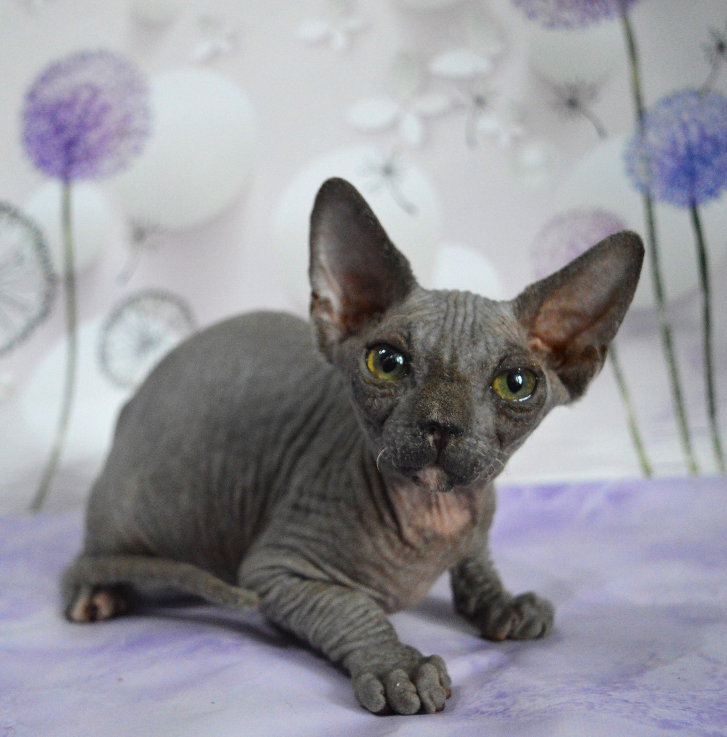 Canadian sphynx kitten DBE Jana F