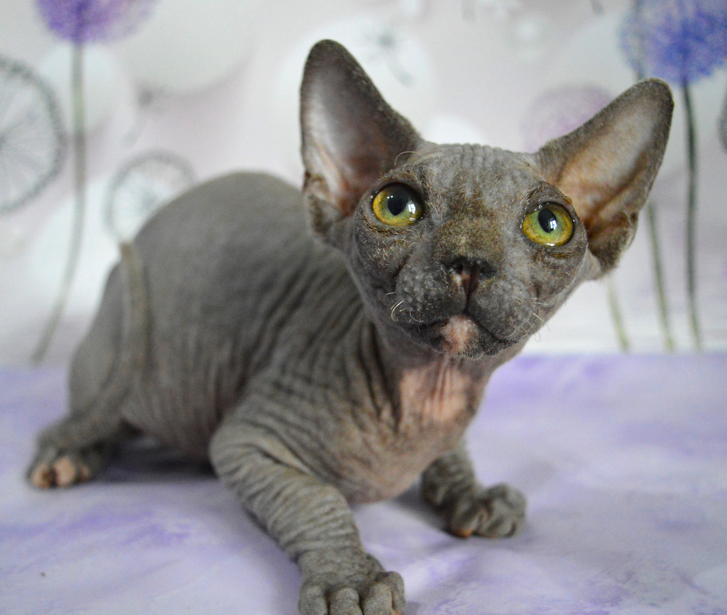 Canadian sphynx kitten DBE Jana F