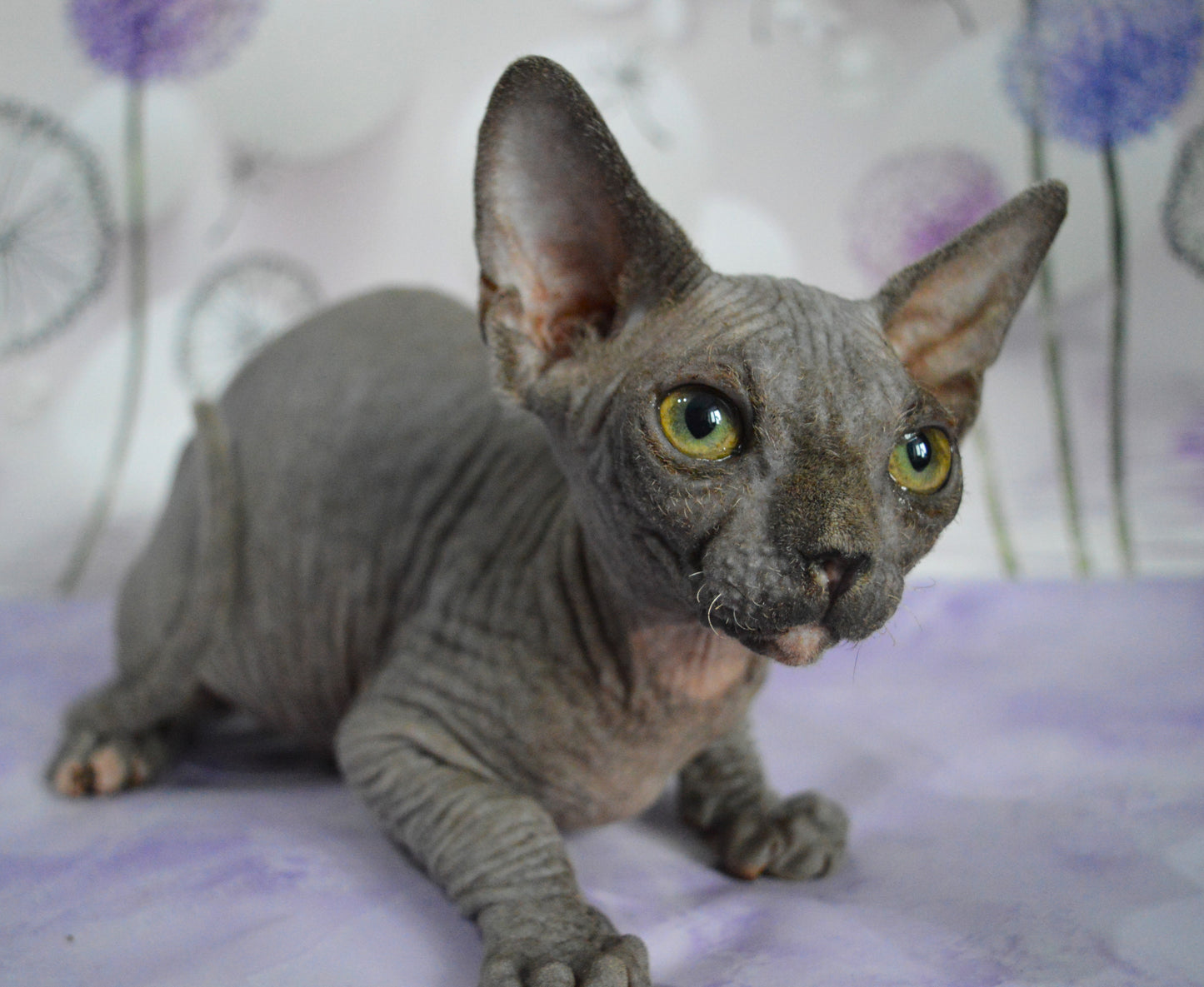 Canadian sphynx kitten DBE Jana F