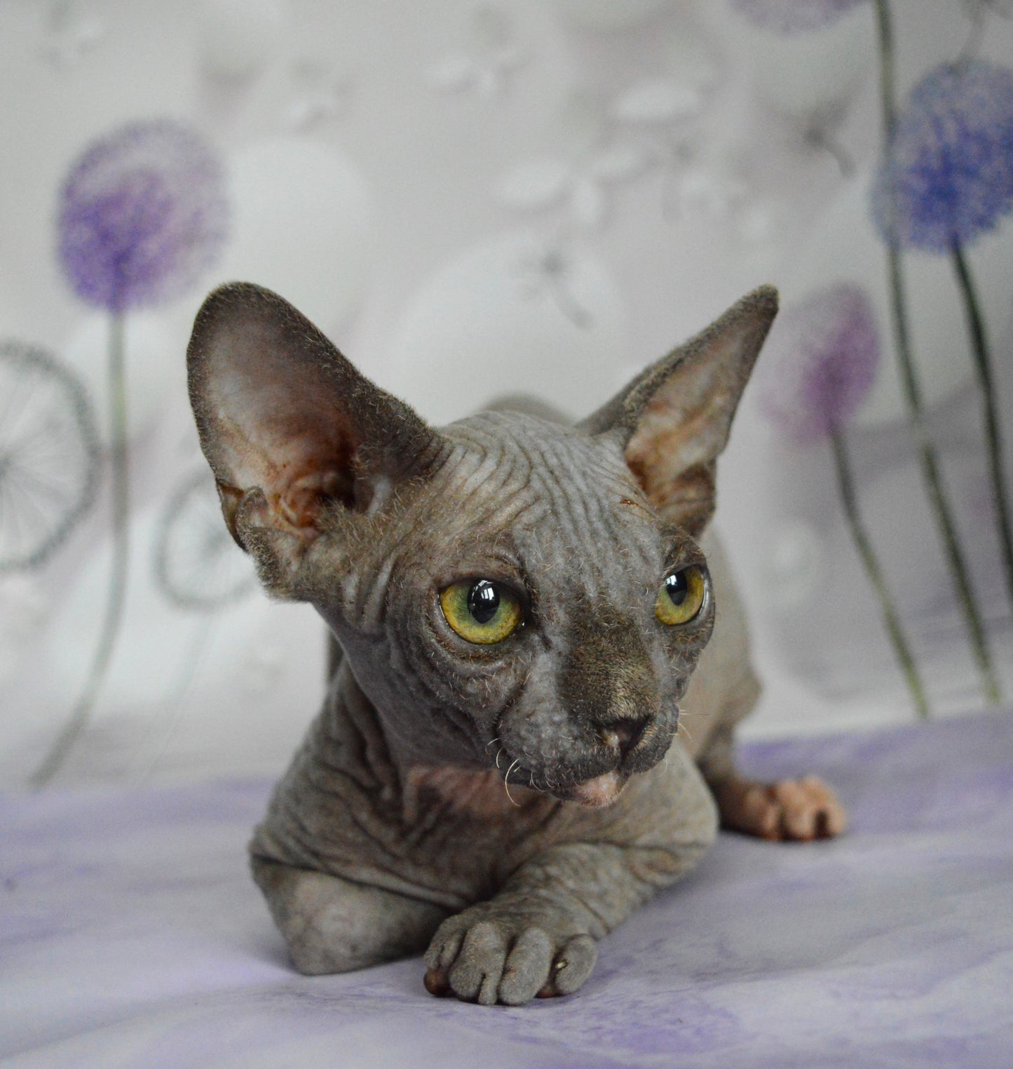 Canadian sphynx kitten DBE Jana F