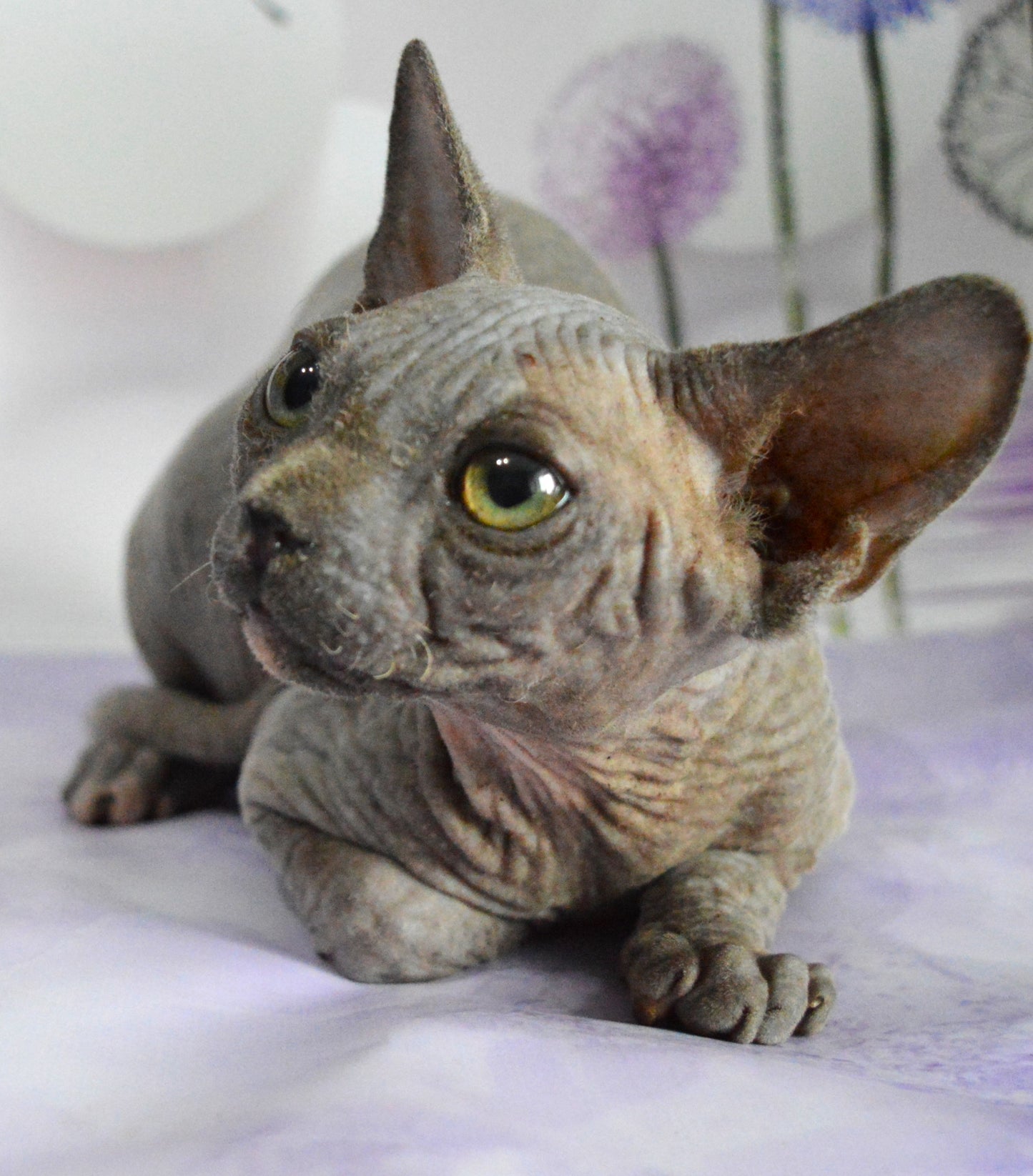 Canadian sphynx kitten DBE Jana F
