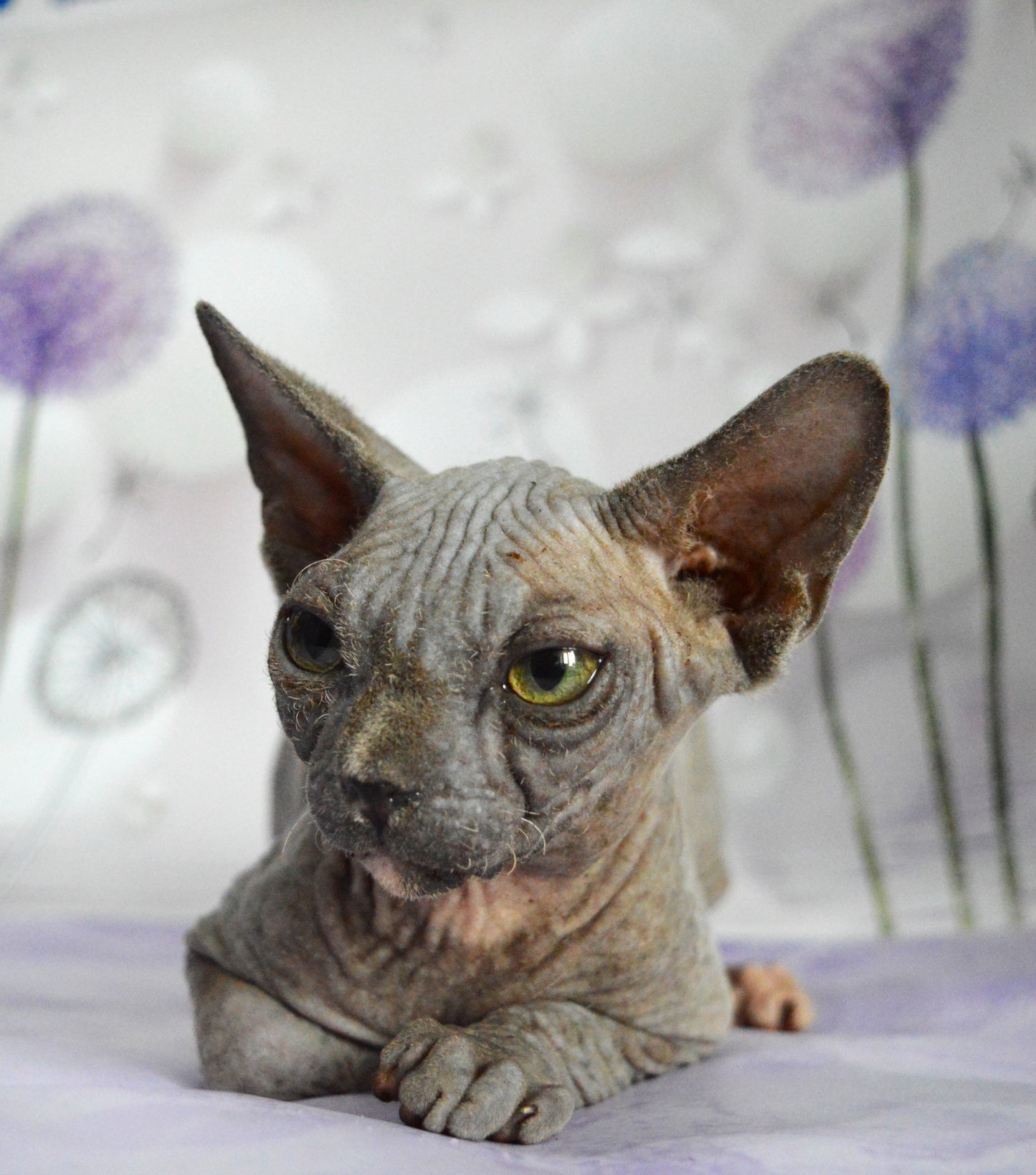 Canadian sphynx kitten DBE Jana F