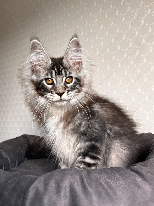 Maine Coon Kitten Name "MCf-002" scrmntl