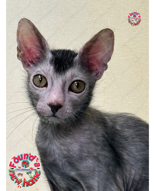 Lykoi Kitten Name "Winston"