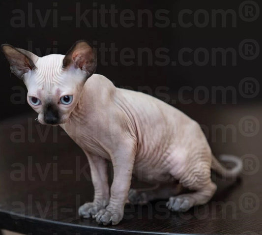 canadian sphynx for sale