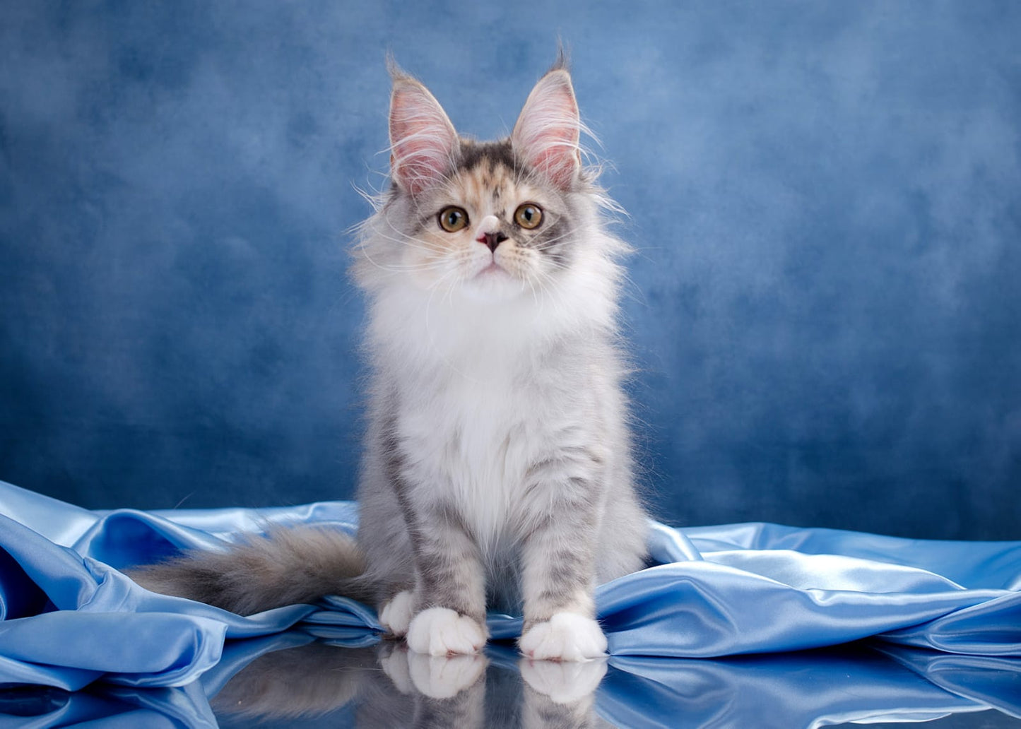 Maine Coon Kitten Name "Luna"