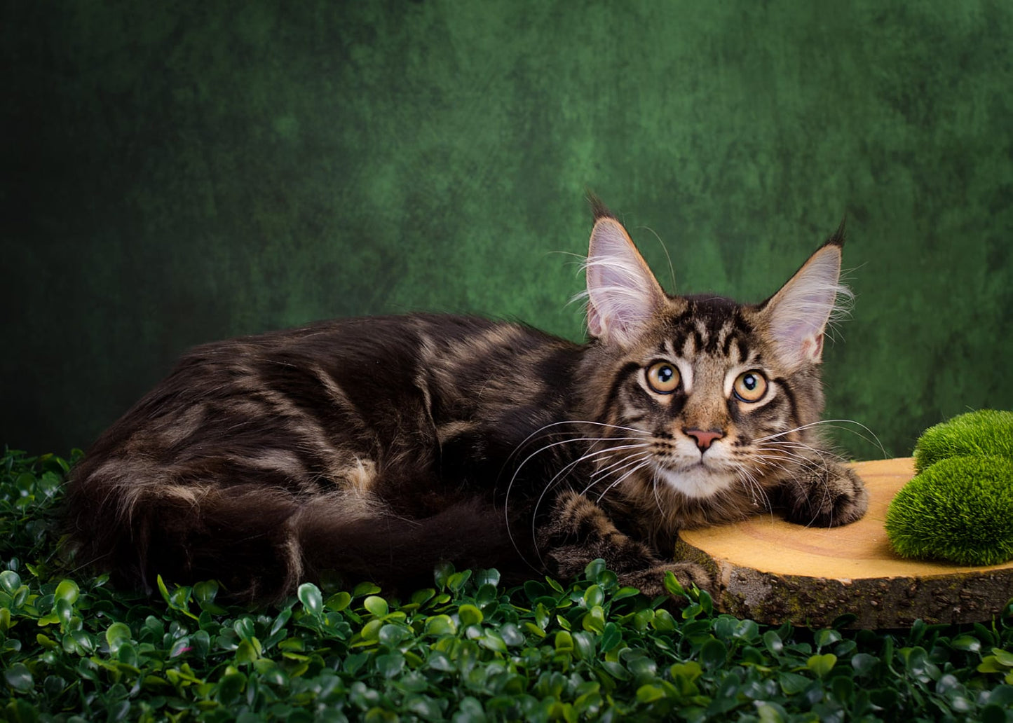 Maine Coon Kitten Name "Keks"