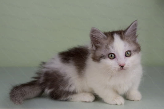 Munchkin Kitten Name "Yasmine" WP