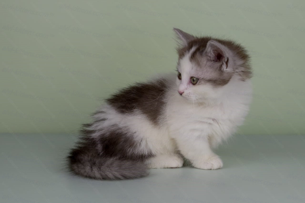Munchkin Kitten Name "Yasmine" WP